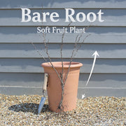 Complete Gooseberry Collection: 3 Red & Green Bare Root Plants
